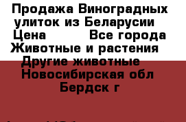 Продажа Виноградных улиток из Беларусии › Цена ­ 250 - Все города Животные и растения » Другие животные   . Новосибирская обл.,Бердск г.